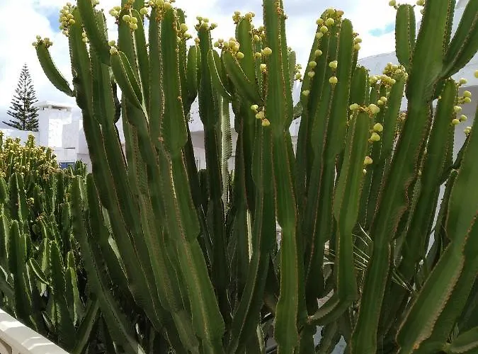 Oasis Marina Casa de Férias *