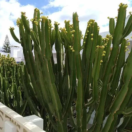 Oasis Marina Dom wakacyjny *